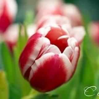 С Международным женским днем ! Акция «Я С ВАМИ — 8%»